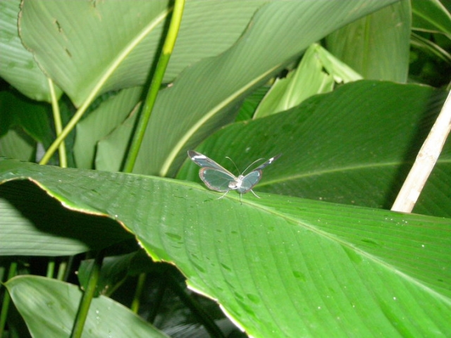 Naturaleza salvaje